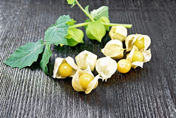 Obraz Physalis on black board