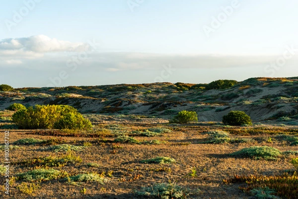 Fototapeta Coastal dunes covered with native shrubs and low vegetation, illuminated by warm evening sunlight. Serene natural landscape highlighting biodiversity and sandy terrain textures.
