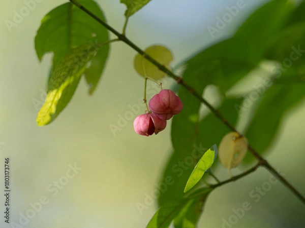 Obraz 淡いピンクの中国まゆみの実