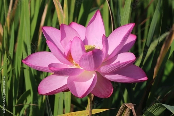 Fototapeta 大賀ハス