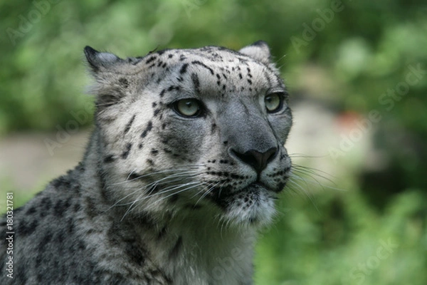 Obraz Snow Leopard