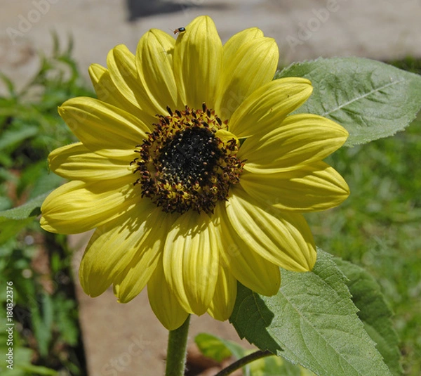 Obraz Sunflower with a tiny beetle on a petal