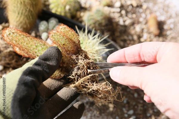 Fototapeta creating a beautiful cactus pot garden