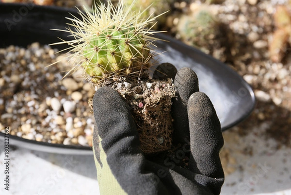 Fototapeta creating a beautiful cactus pot garden