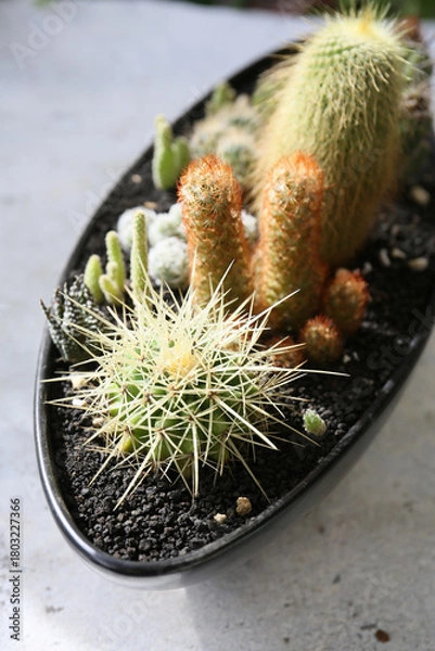 Fototapeta creating a beautiful cactus pot garden