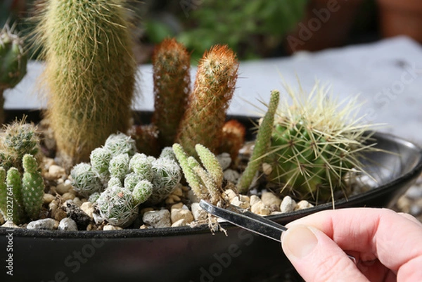 Fototapeta creating a beautiful cactus pot garden