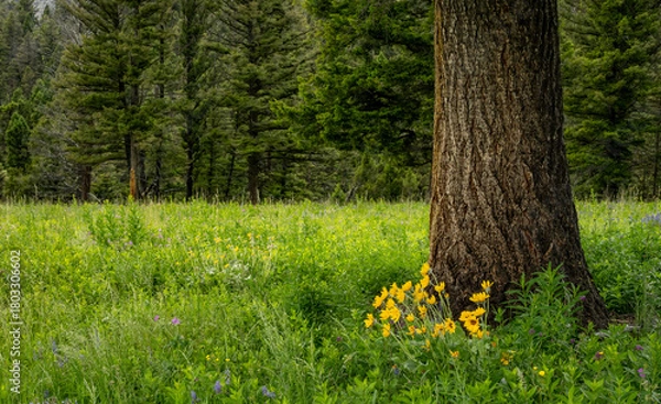 Obraz Sunflower Patch Grows At The Base Of Pine Tree