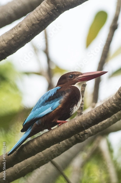 Obraz Kingfisher in nature background
