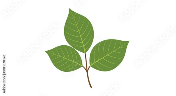 Obraz A simple illustration of a sprig with three healthy green leaves on a white background.