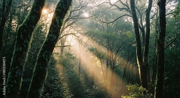 Fototapeta Sunlight streams through the forest canopy creating a magical atmosphere.