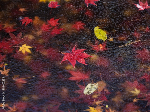 Obraz 水面に浮かぶ季節
