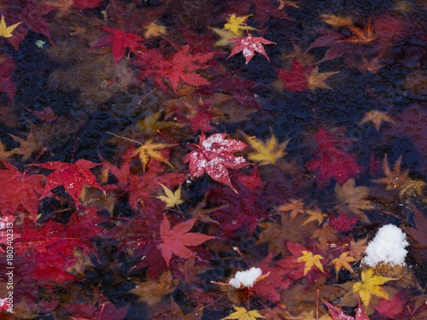 Obraz 水面に浮かぶ季節
