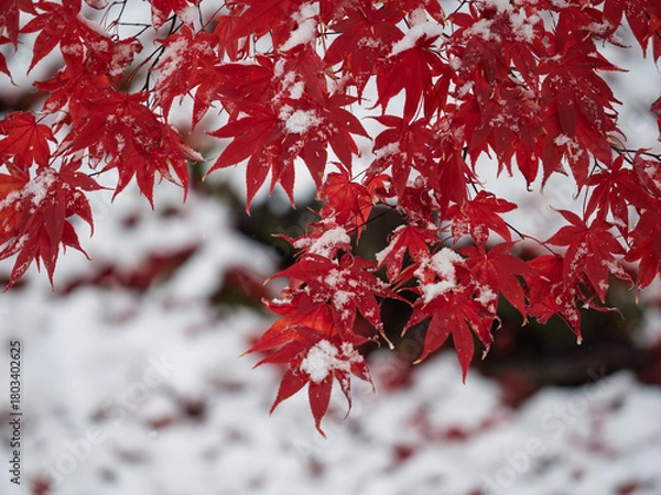 Obraz 季節のグラデーション