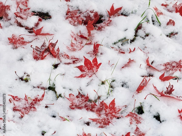 Obraz 白に舞う紅