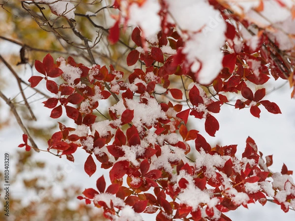 Obraz 秋の記憶、冬の気配
