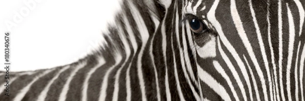 Fototapeta Zebra (4 lata)