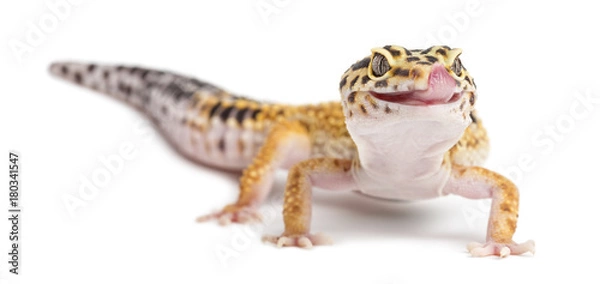 Fototapeta Lampart gekon, Eublepharis macularius, na białym tle