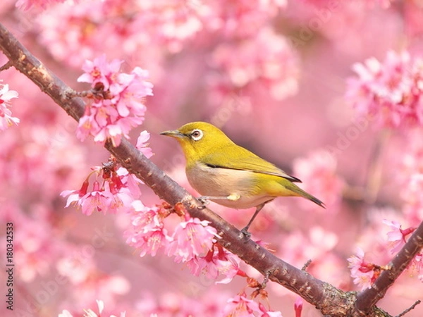 Fototapeta メジロとオカメザクラ