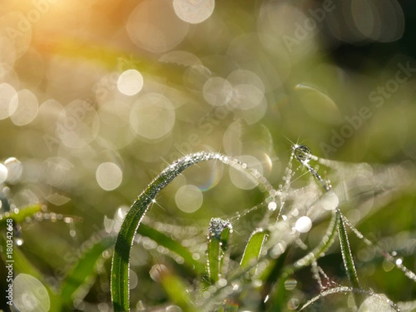 Obraz Dew drops on grass