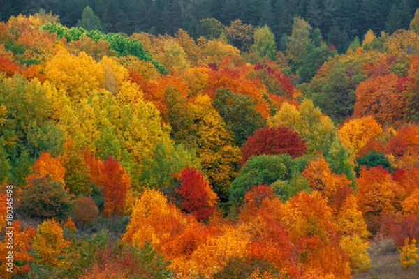 Fototapeta autumn forest