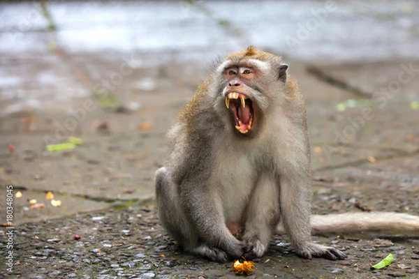 Obraz Macaque yawns, open his mouth with grin and showing his big yellow teeth. Cute monkeys lives in Ubud Monkey Forest, Bali, Indonesia.