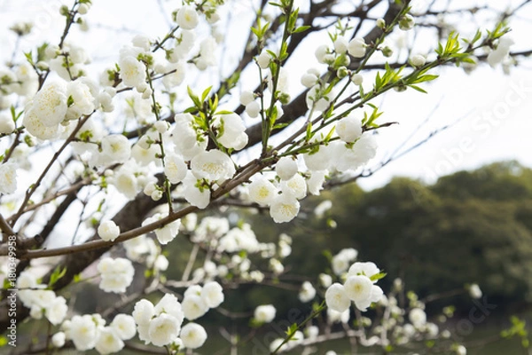 Fototapeta 洗足池公園のハナモモ