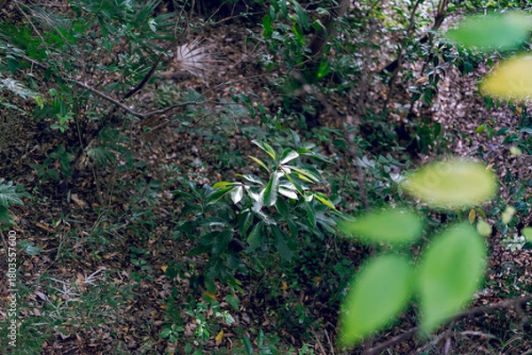 Obraz moss on the ground