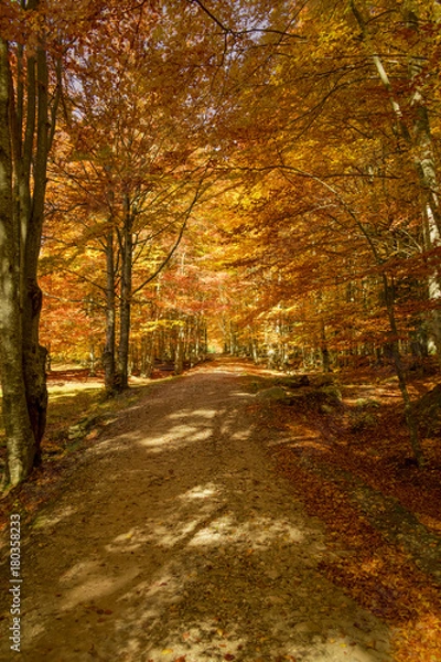 Obraz Autumn trees pattern.