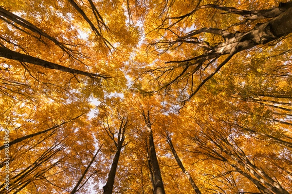 Obraz Autumn trees pattern.