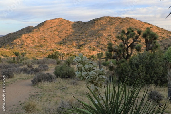 Fototapeta The morning sun lights up the landscape behind a Joshua Tree blooming as seen from the Hi-View Nature trail in the park