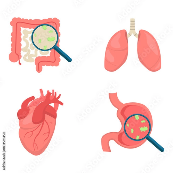 Fototapeta A collection of illustrations of human internal organs with bacteria inside, seen through a magnifying glass. Illustrations of the heart, lungs, stomach, and intestines. For education and health.