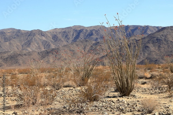 Fototapeta Ocotillo plants in bloom in the Colorado desert at Joshua Tree National Park, California