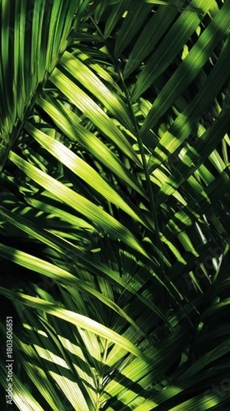 Obraz Lush Palm Fronds - Dramatic Light and Shadow Play, Tropical Greenery Close-Up.