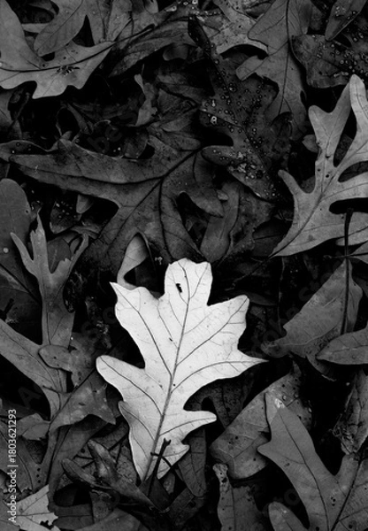 Obraz 741-75 White Oak