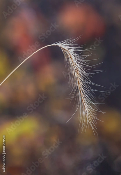 Obraz 741-90 Seed Head