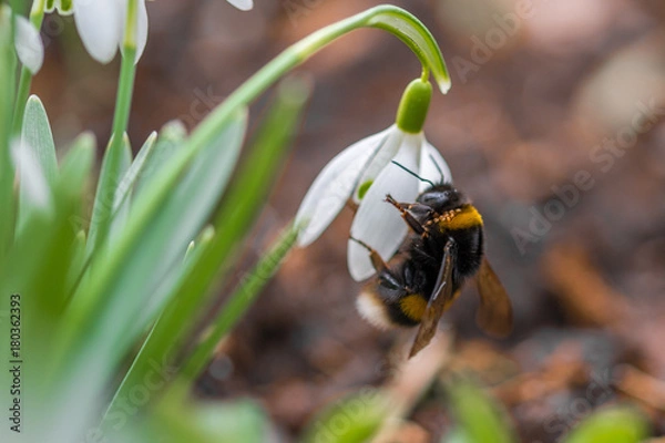 Fototapeta bumblebee and snowdrop