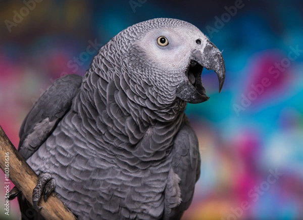 Obraz African Grey Parrot rozmawia z graffiti na ścianie. Ma otwarty dziób