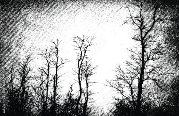 Fototapeta The mysterious forest. Silhouette of bare trees. Gothic style black and white illustration	