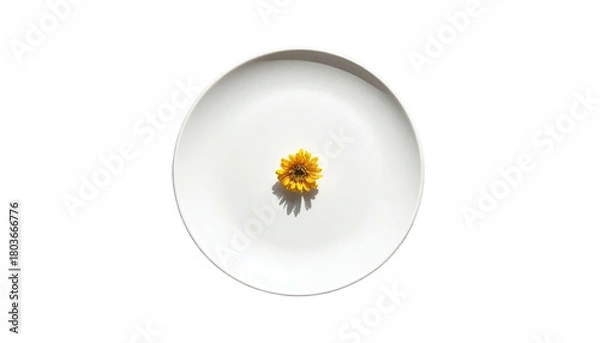 Obraz Isolated sunflower head on simple white plate, dark backdrop