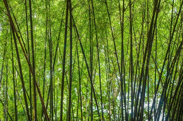 Fototapeta Green bamboo forest for background