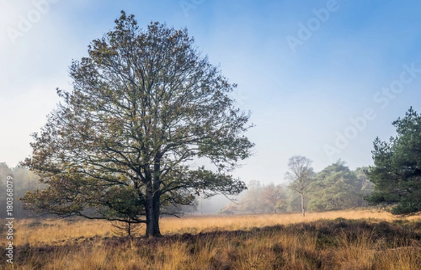 Obraz single tree in autumn landscape