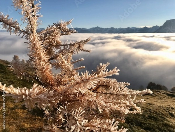 Fototapeta Delicate Small Frost Covered Larch Tree in the Engadin Above a Winter Sea of Fog Under a Deep Blue Sky and Mountains on the horizon

