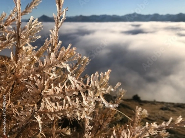Fototapeta Delicate Small Frost Covered Larch Tree in the Engadin Above a Winter Sea of Fog Under a Deep Blue Sky and Mountains on the horizon
