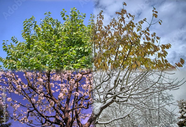 Fototapeta 4 seasons tree