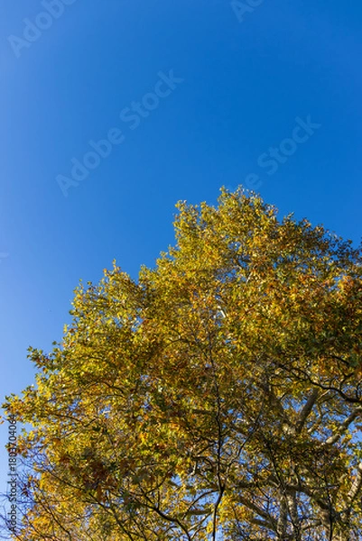 Obraz Autumn tree canopy with yellow leaves against a clear blue sky.