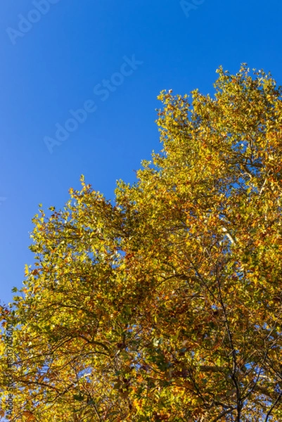 Fototapeta Autumn tree canopy with yellow leaves against a clear blue sky.