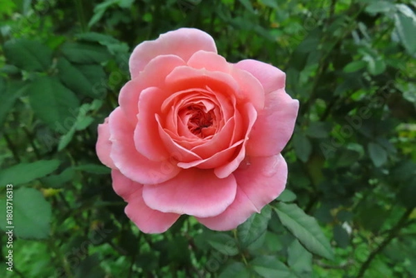 Obraz 可愛いピンクのバラ