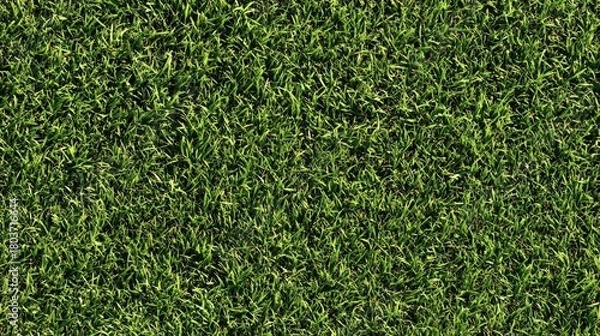 Obraz 青々とした芝生