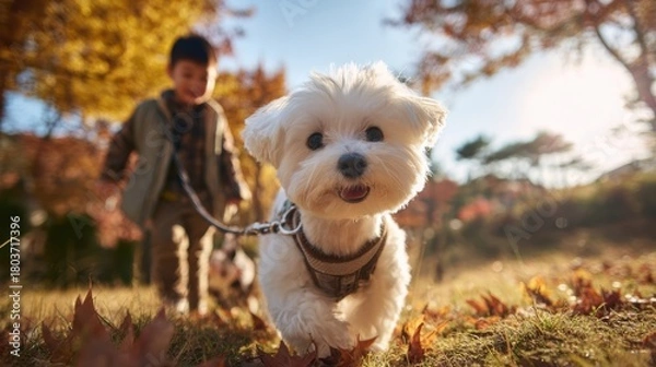Obraz 公園でお散歩する犬