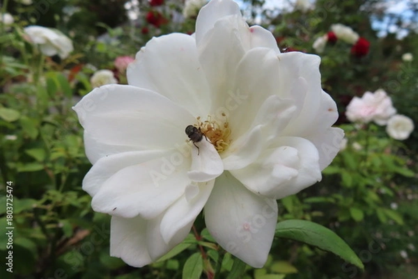 Obraz 白い花と虫